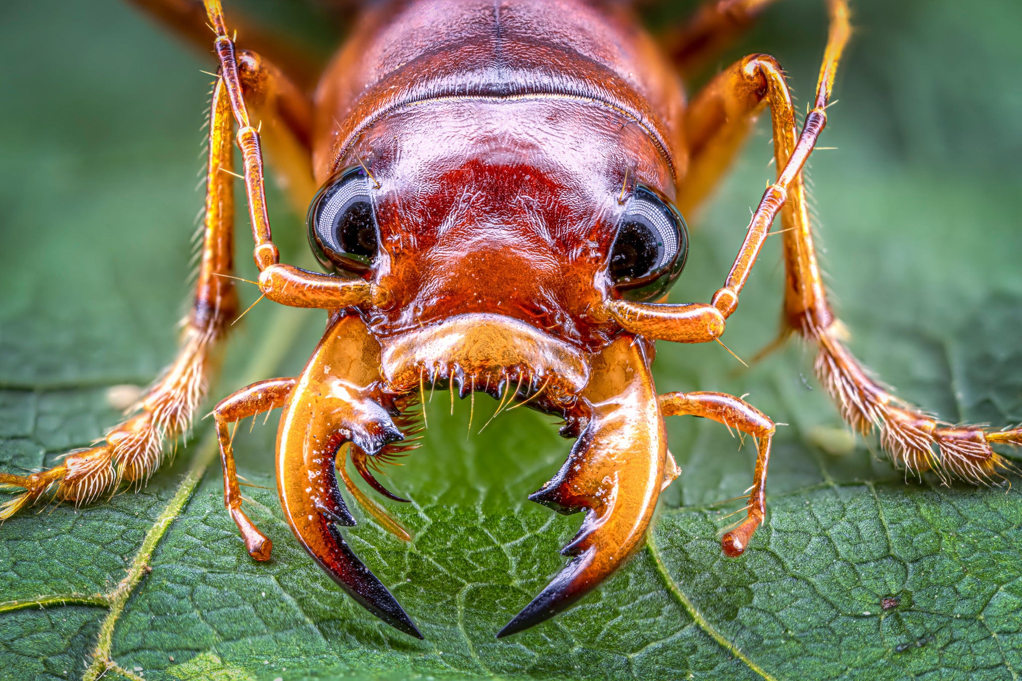 Great Tips for Macro Photography
