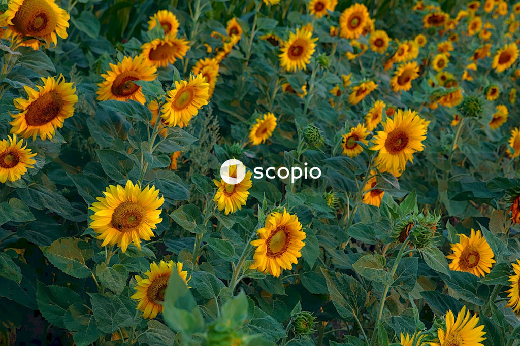 Many sunflowers in land