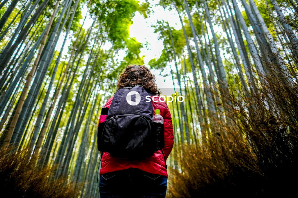 Person with backpack in the bamboo forest