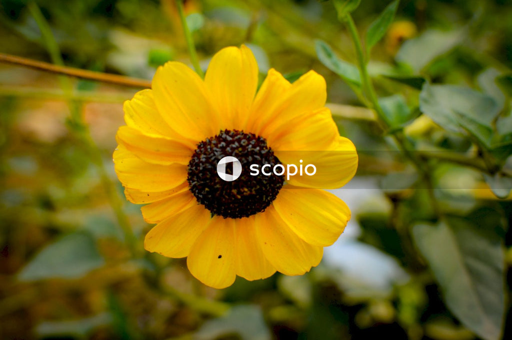 Yellow flower in tilt shift lens