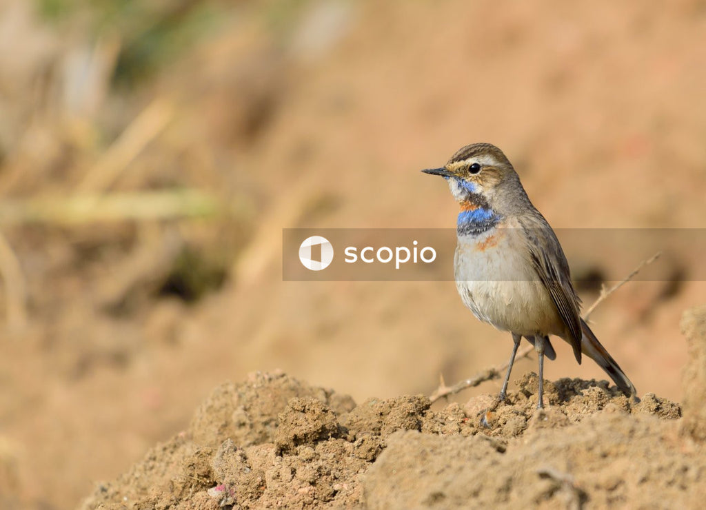 White and gray bird on brown soil