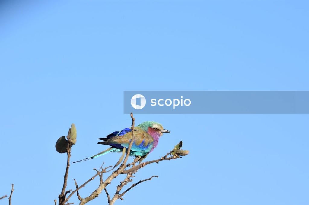 Blue and brown bird on brown tree branch