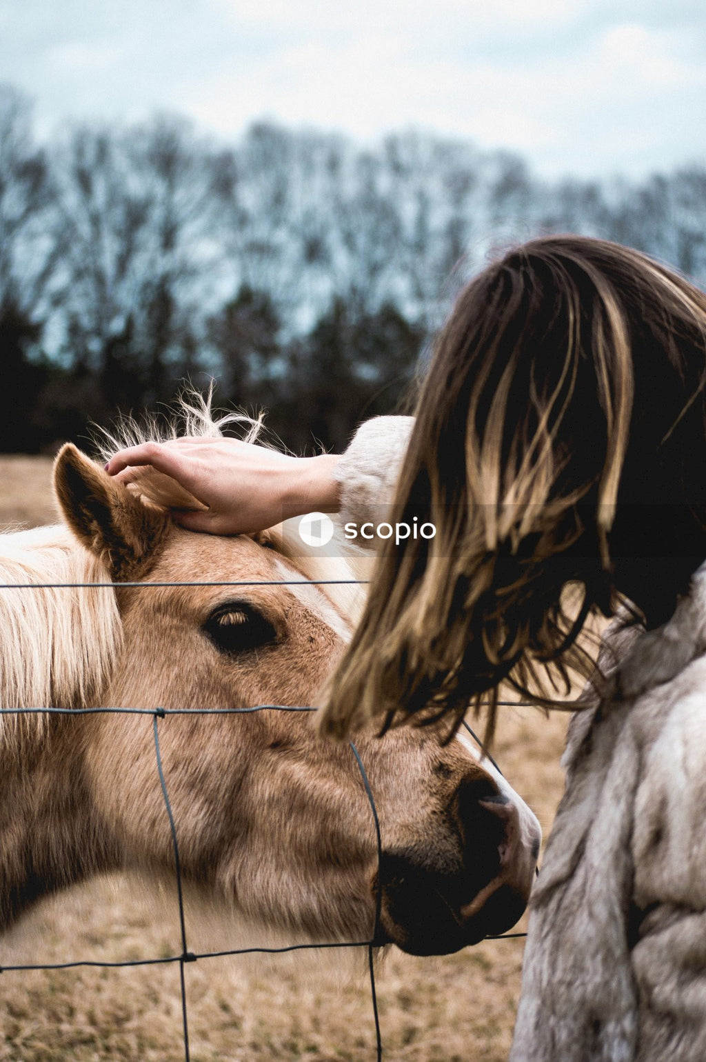 Person petting horse