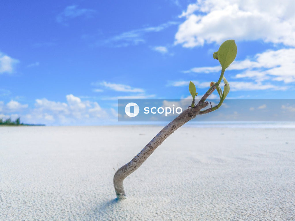 Shoot of plant growing in sand at beach