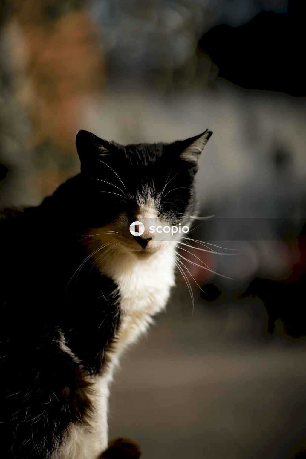 Black and white cat sitting outdoors