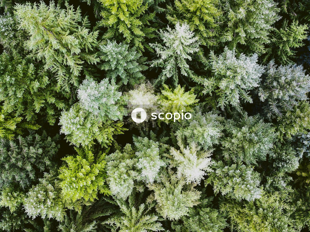 Fuzzy spiky green florets