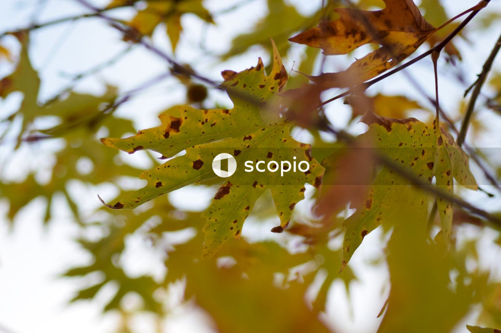 Brown leaves in tilt shift lens