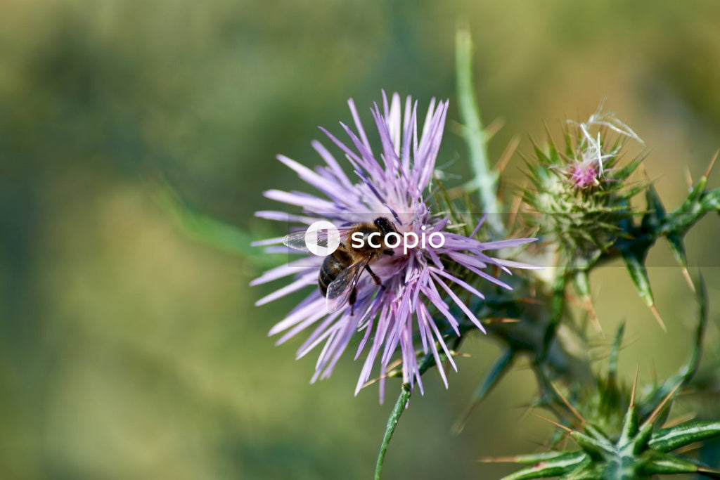 Purple flower in tilt shift lens