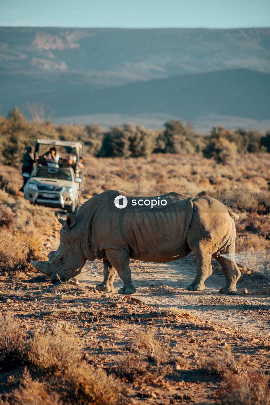 Wild Crossing: Rhinoceros Moving Across Dirt Road