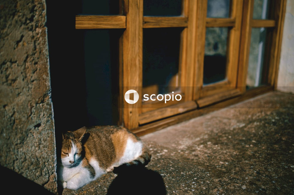 Brown and white cat lying on floor
