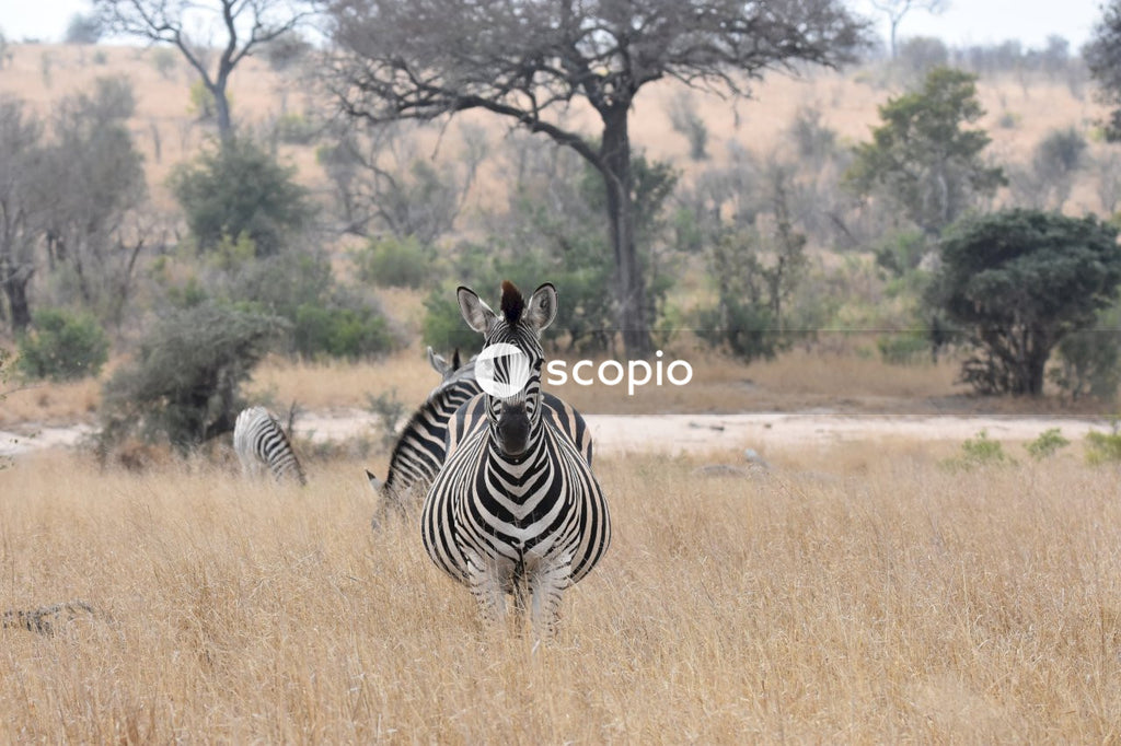 Zebra on brown grass field
