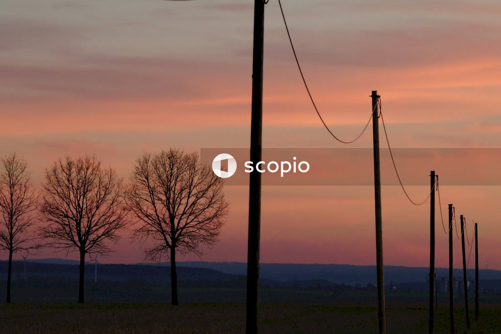 Bare trees on green grass field during sunset