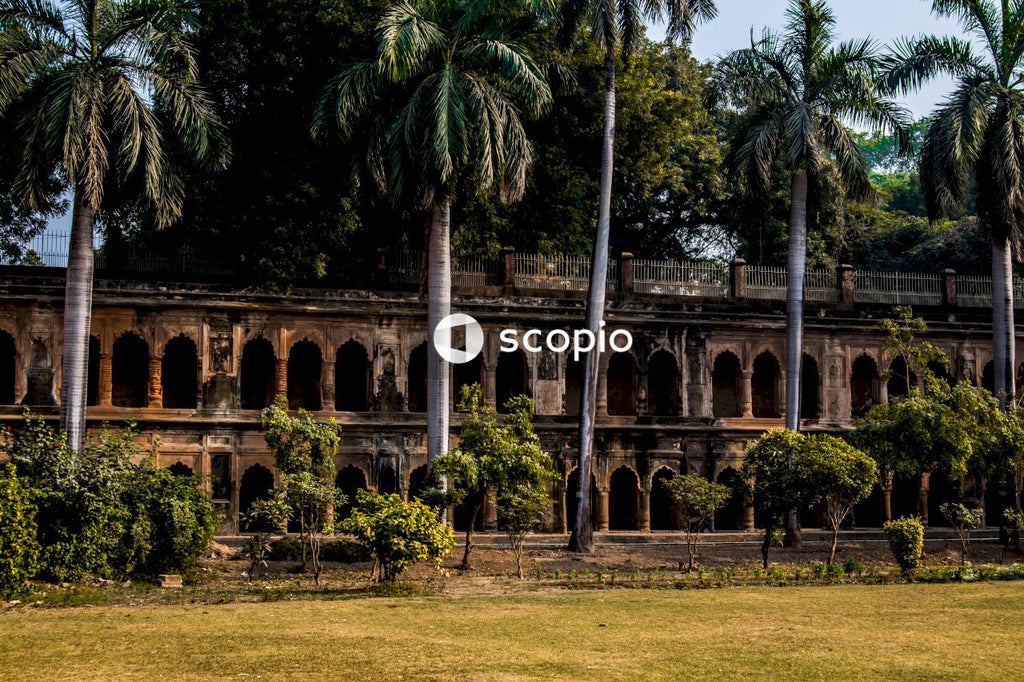 Green palm trees near brown concrete building