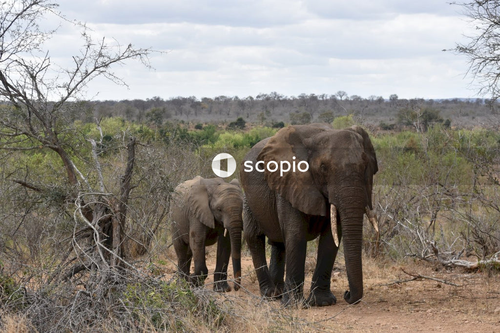 Brown elephant and offspring on green grass field