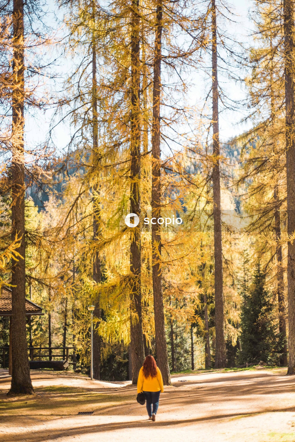 Brown trees on forest