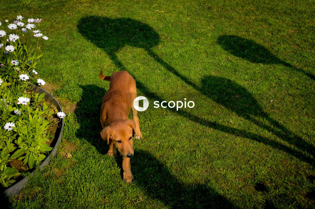 Brown short coated dog lying on green grass field