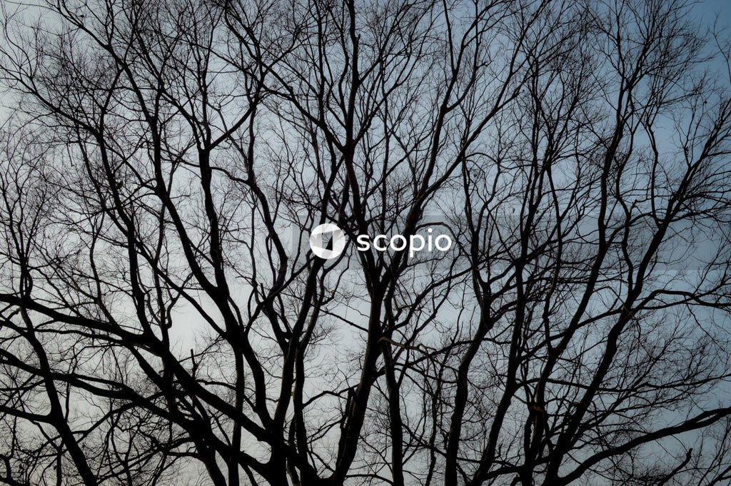 Bare trees under blue sky