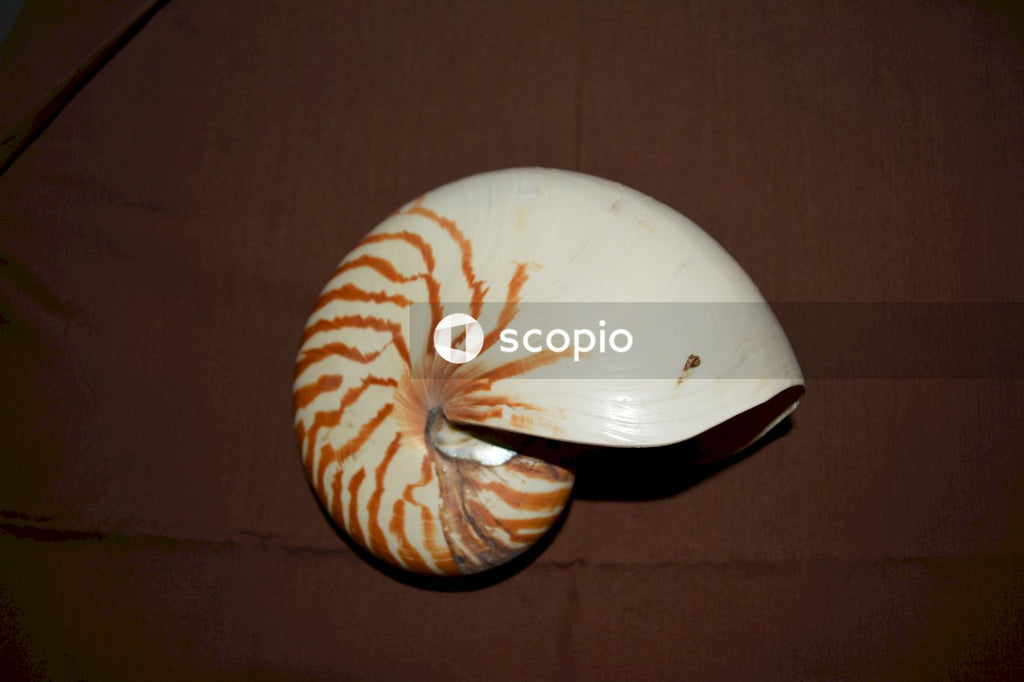 White and brown shell on brown textile