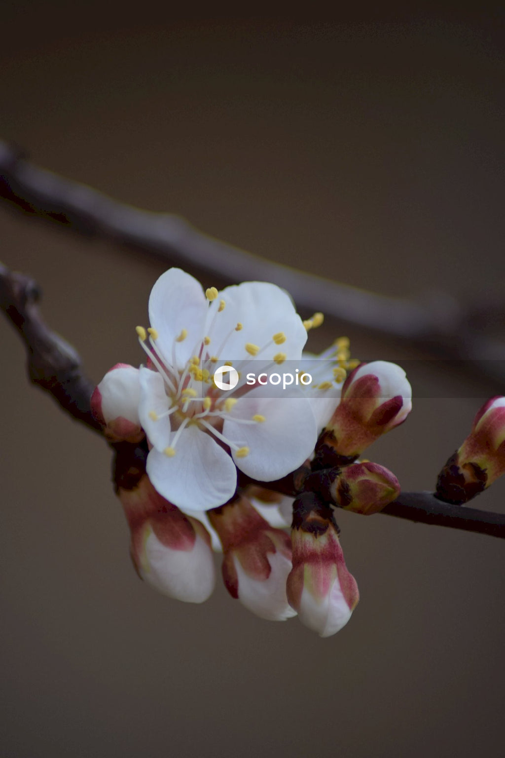 White Cherry Blossom With Yellow Center and Pink Buds on Branch