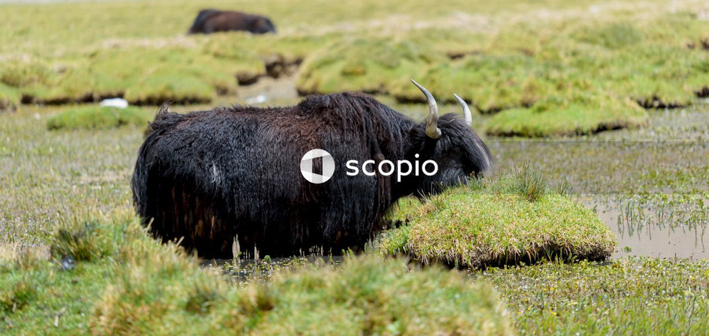 Black yak on green grass field