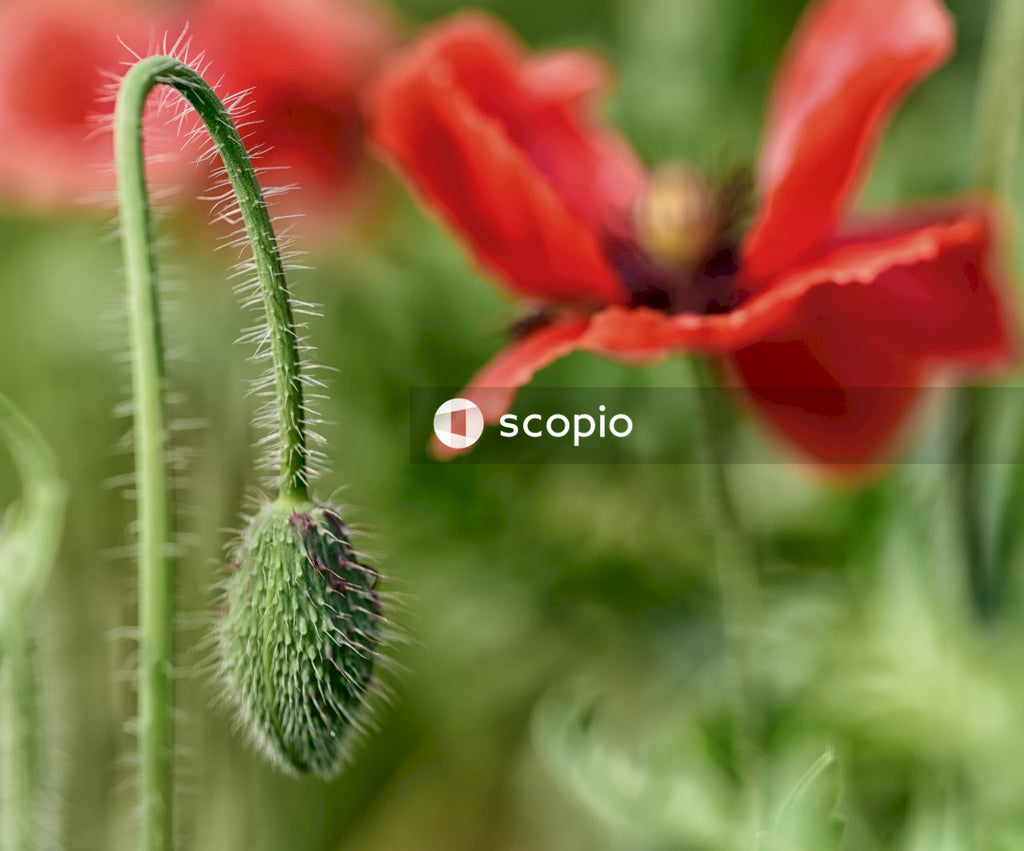 Red flower in macro shot