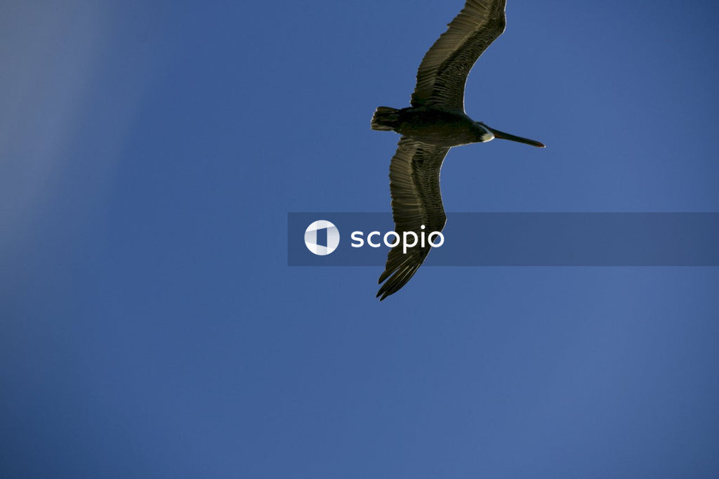 Black and white bird flying