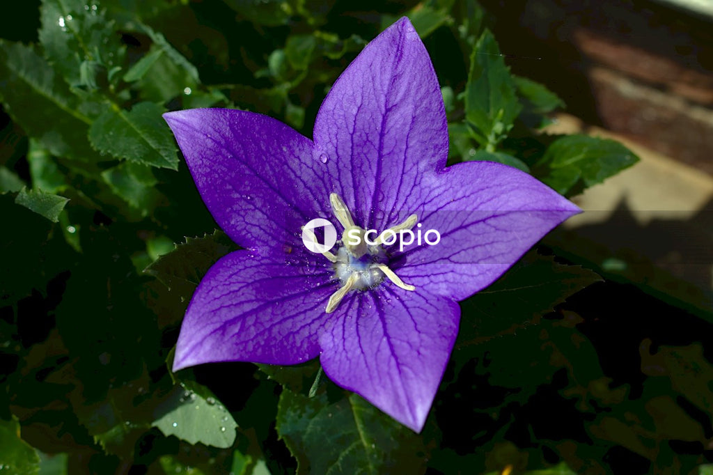 Purple flower in macro lens