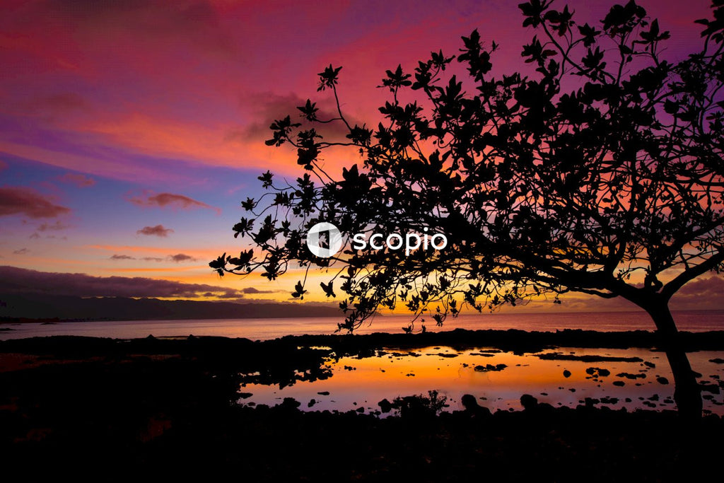 Silhouette of tree during sunset