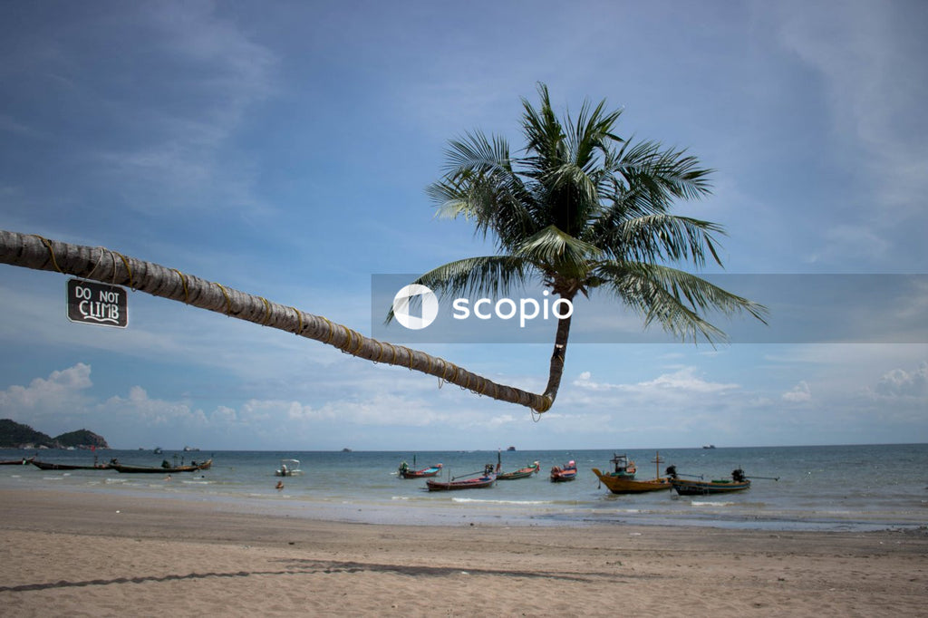 Coconut palm growing over beach