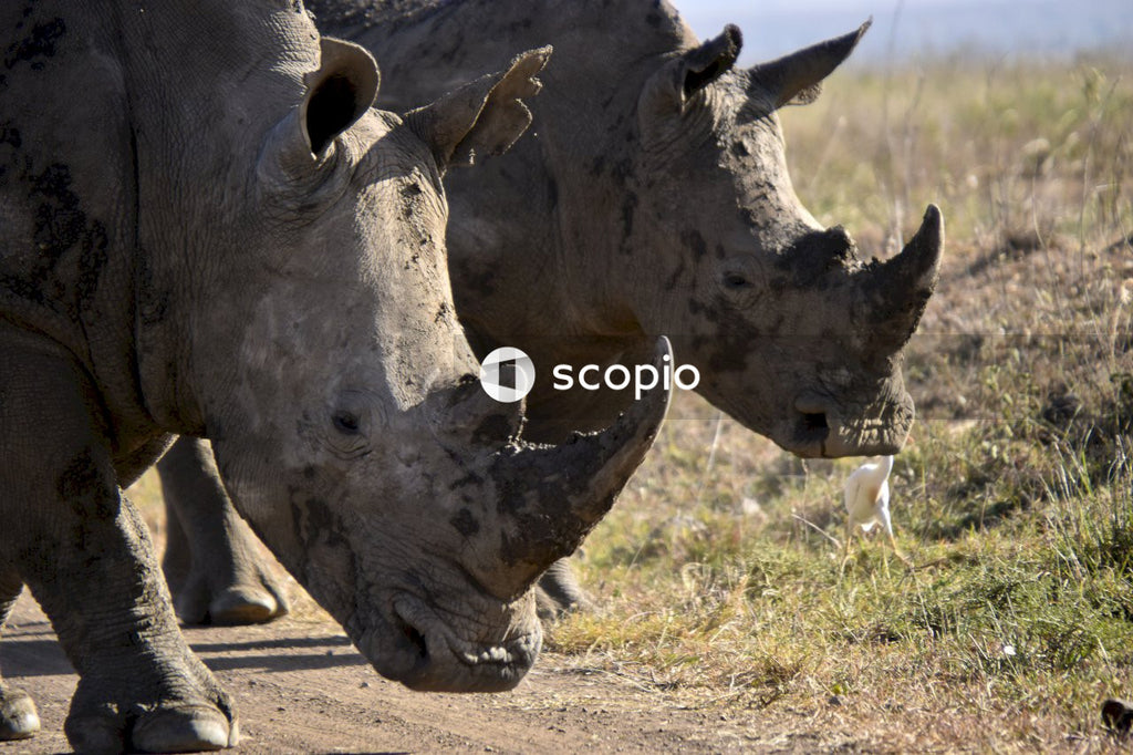 Grey rhinoceros on brown field