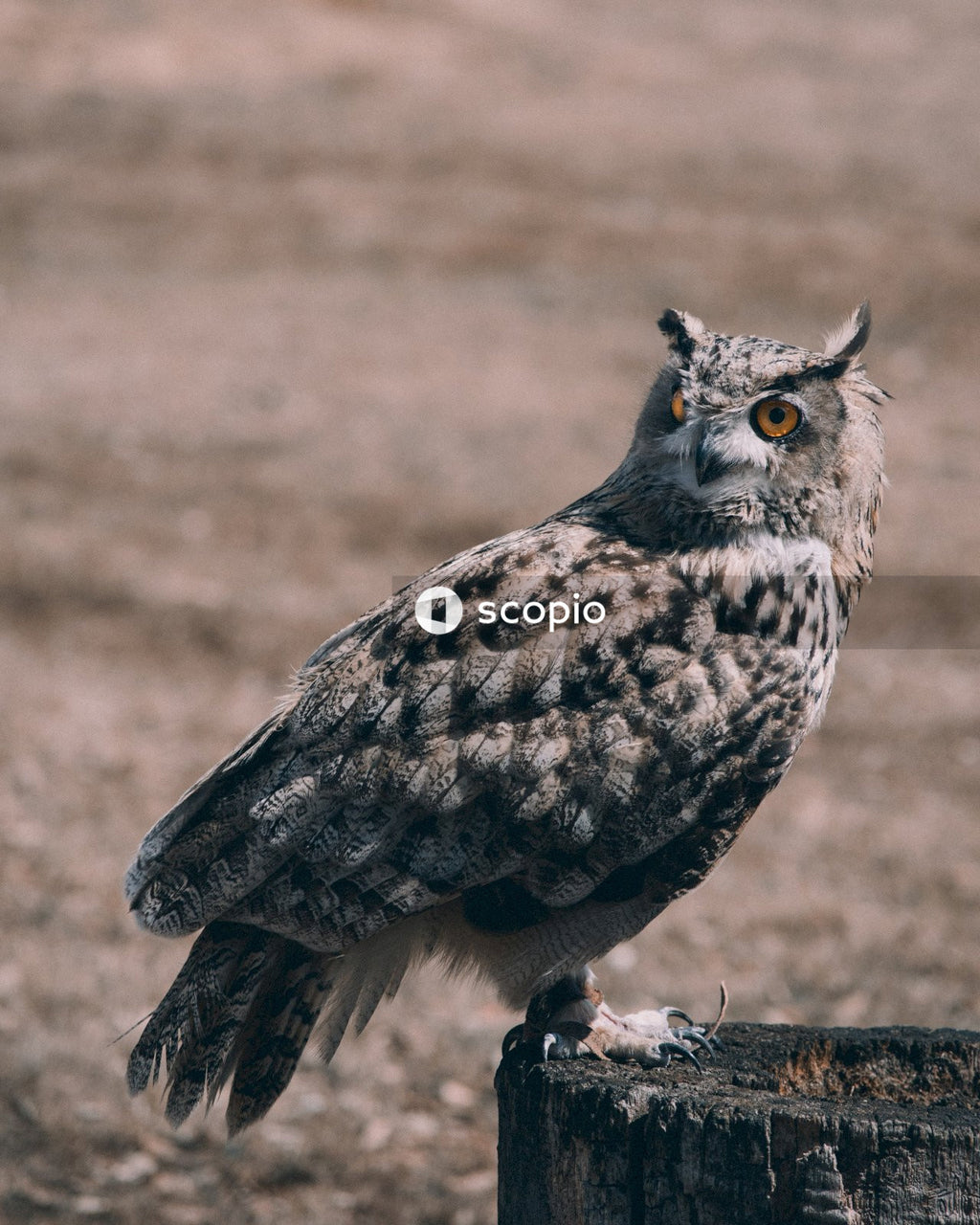 Eurasian Eagle Owl Sitting on Wood