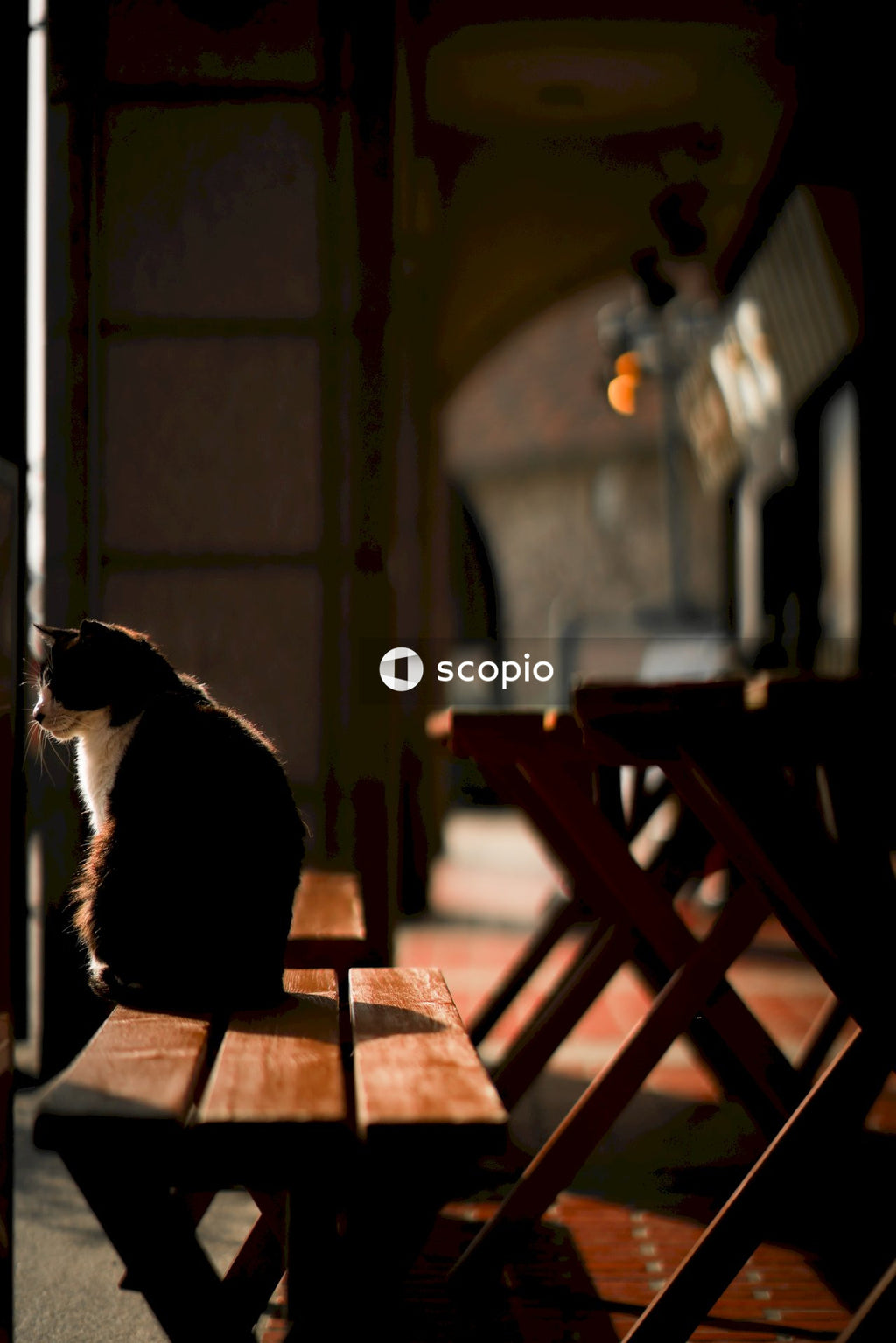 Cat sitting on wooden table at porch