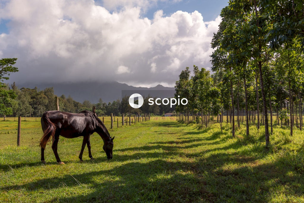 Brown horse on green grass field under white clouds