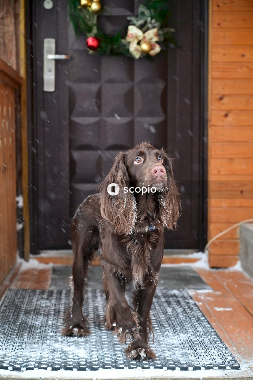 German spaniel dog bred standing near Christmas decorated door outdoor