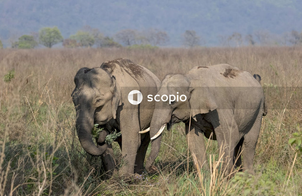 Asian elephant in the forest of Jim corbett