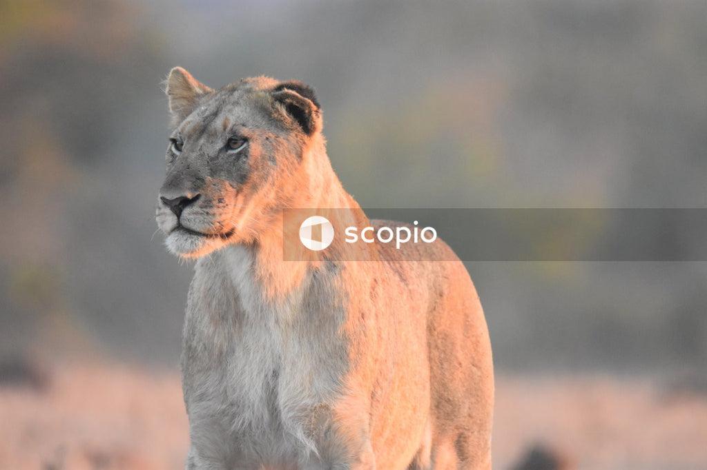 Brown and gray lion on green grass