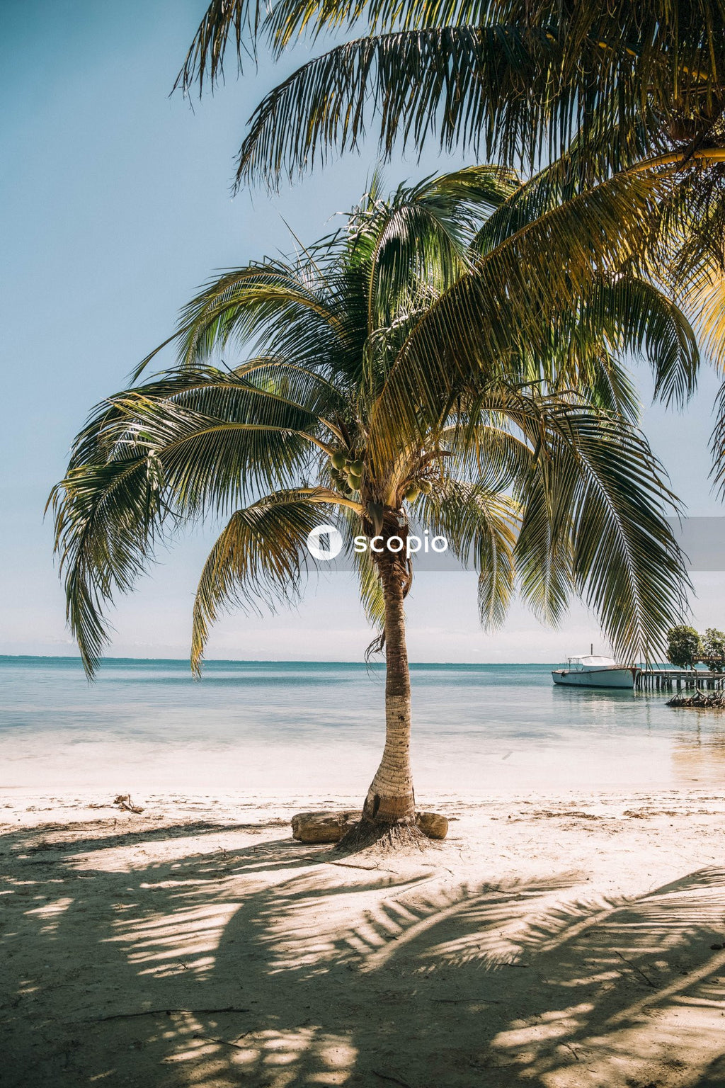 Palm tree on beach shore