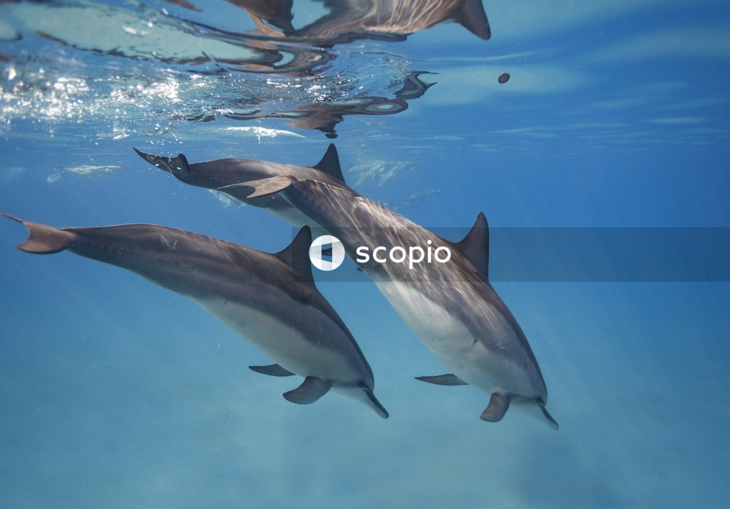 2 dolphins in water