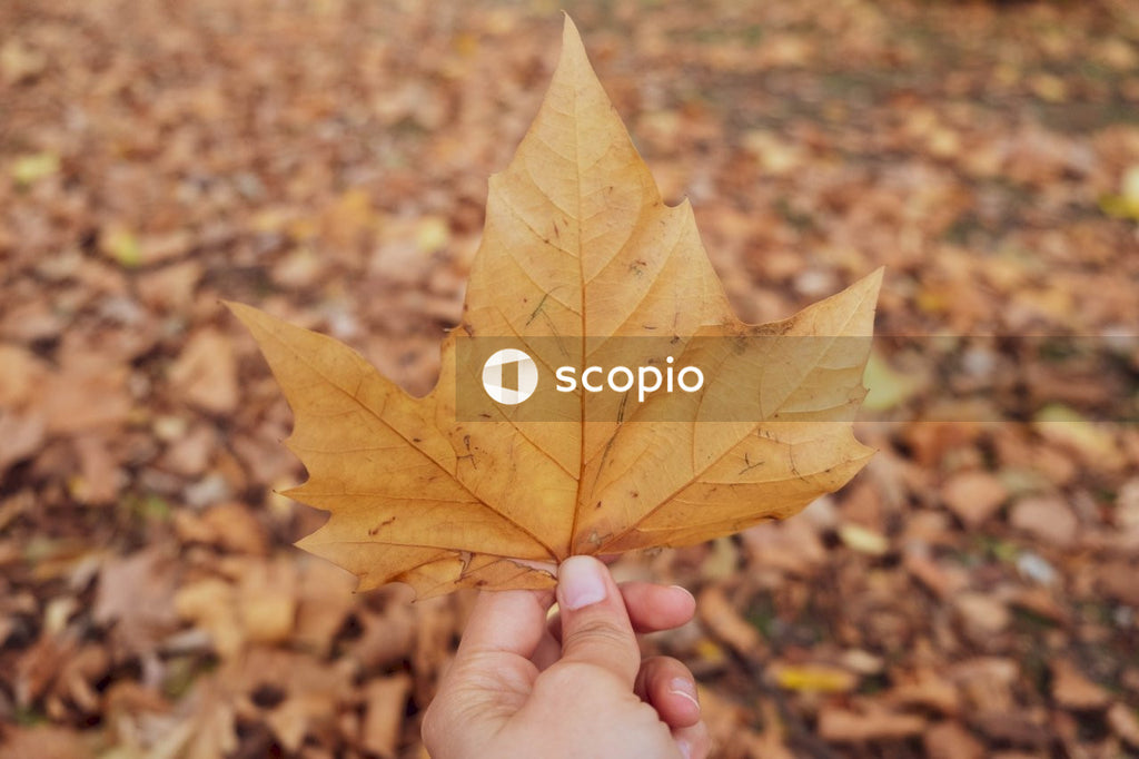 Hand Holding a Fallen Autumn Maple Leaf