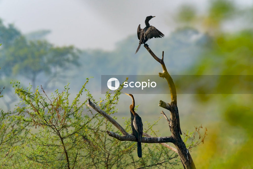 Heron and Cormorant sitting on tree Branch