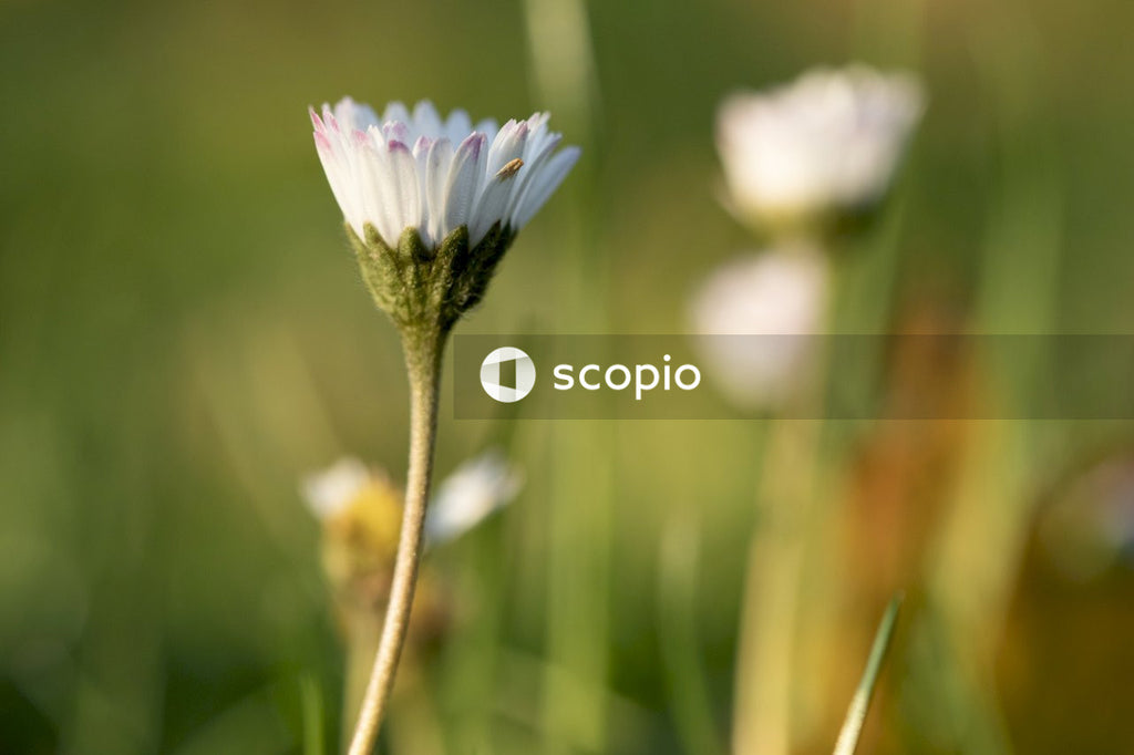 White and purple flower in tilt shift lens
