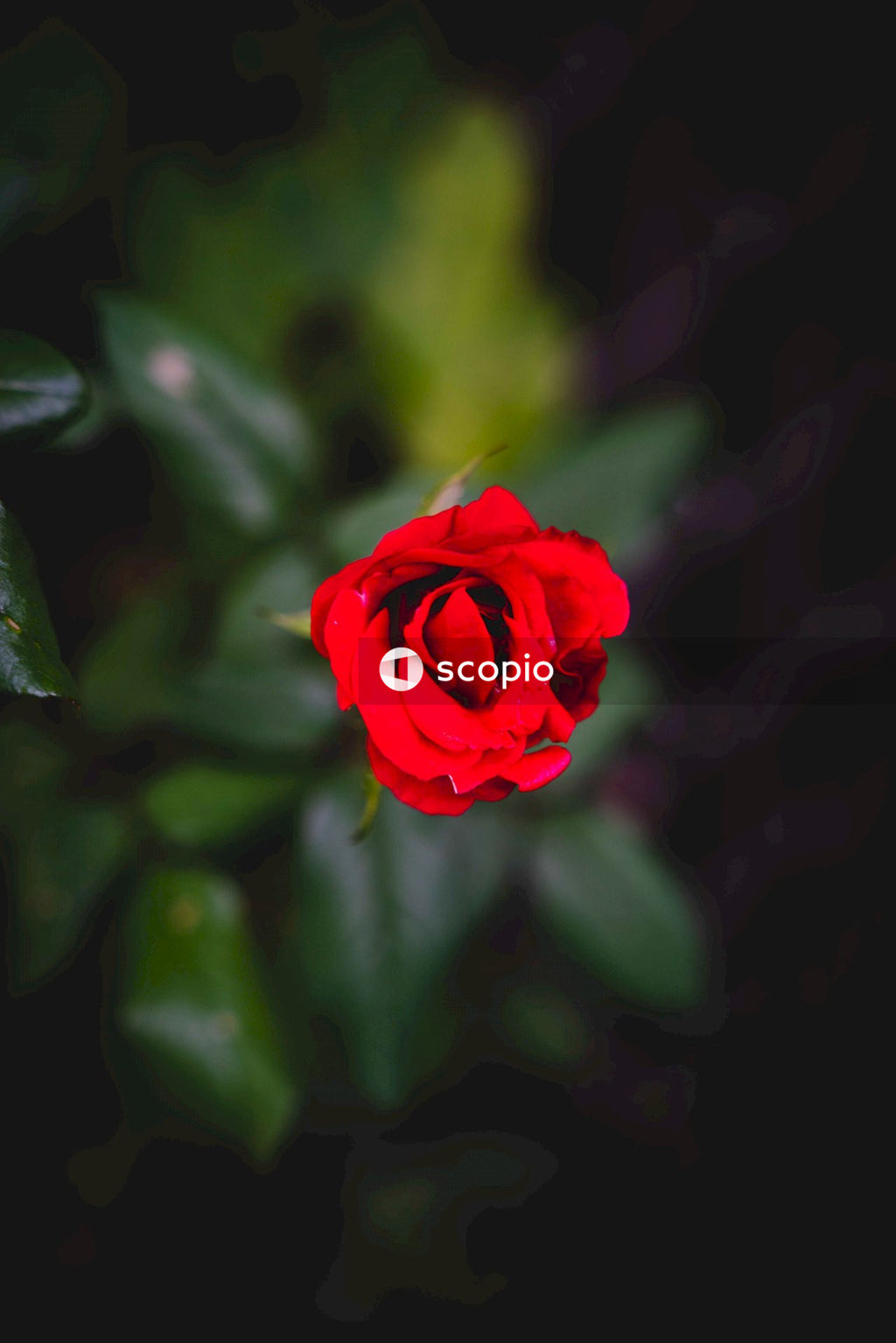 Red rose in bloom