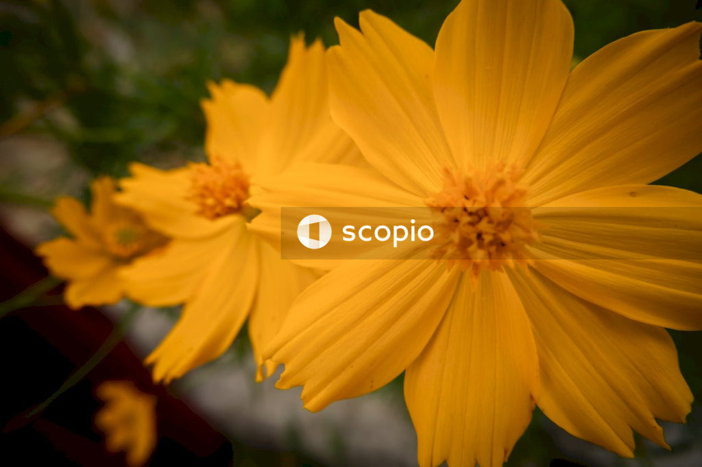 Yellow flower in tilt shift lens