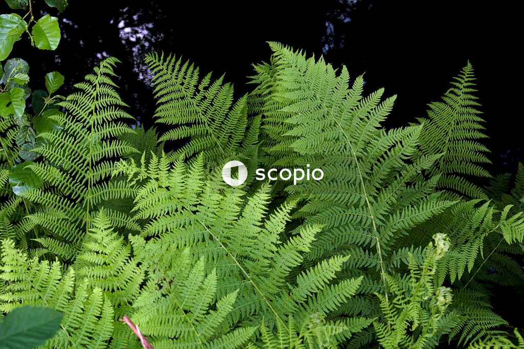 Fern plant