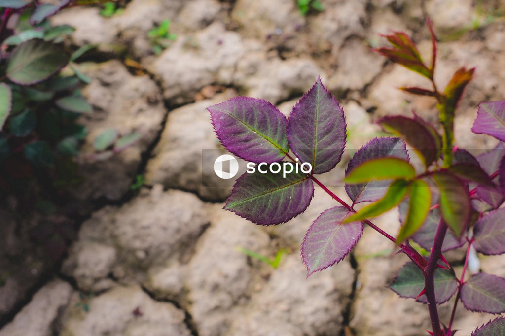 Purple and green leaf plant