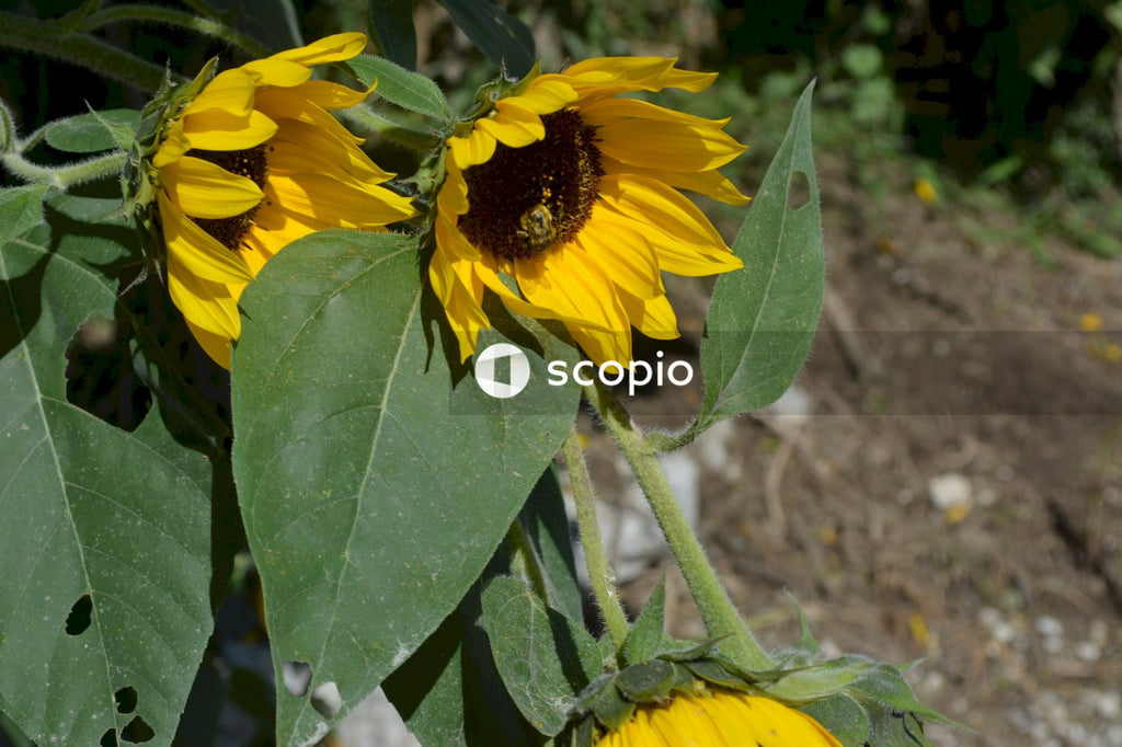Full drooping sunflowers