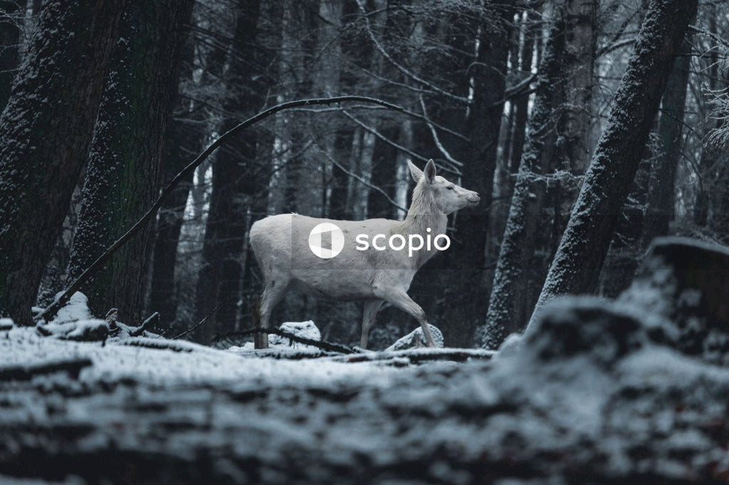 White deer in a snowy forest