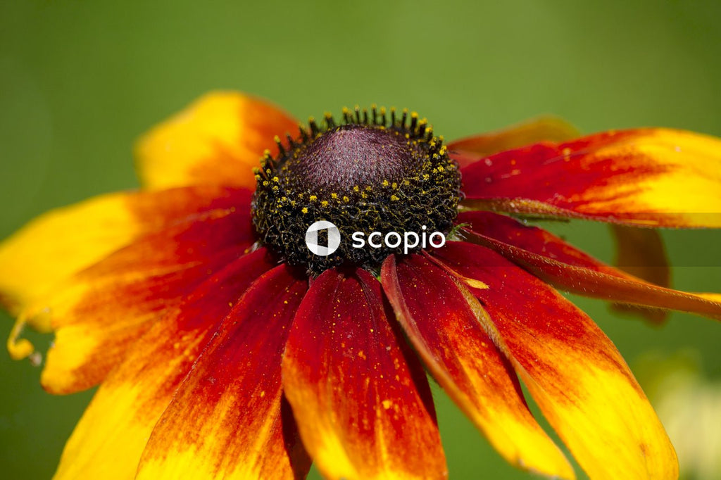 Yellow and red flower in macro shot