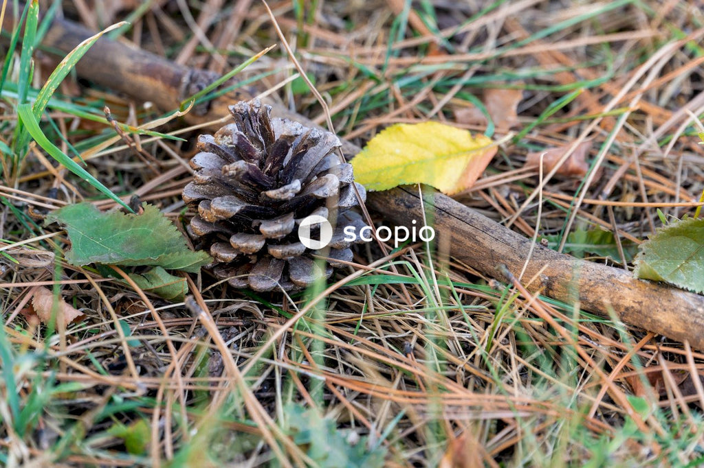 Brown and green plant on brown grass
