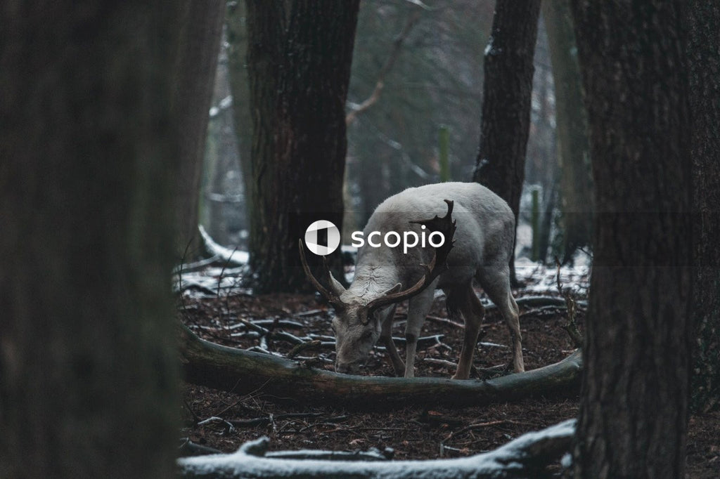 Deer Eating Grass in Forest Area